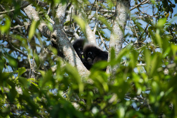 Dusky Leaf Monkey at Penang Malaysia