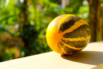 Yellow Cucumbers from Organic with stripes  india made