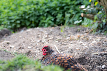 Shallow, ground level view of a Hen chicken seen laying in dirt, having just had a dust bath.