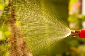 gardener watering the lawn in the garden