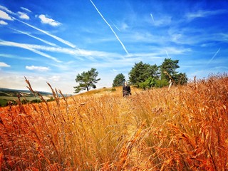 field of wheat