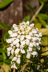 Makroaufnahme einer großen aus vielen kleinen Blütenblättern bestehende schöne weiße Blüte