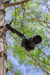 Fototapeta premium professional camera left on a birch branch against a blue sky with a blurred background
