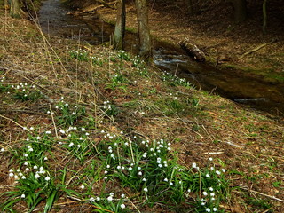 Naklejka na ściany i meble Czech Republic-viev of the flower spring snowflake and Gold stream near Trutnov