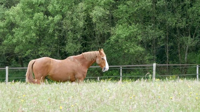 Cheval dans le pr&eacute; qui broute