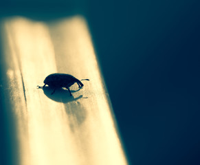 Silhouette of a weevil and its shadow on a tablet with golden reflections