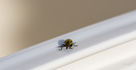 Weevil detail on a white plastic bar