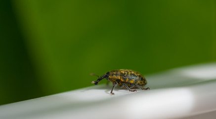 Detail of a weevil on a white stick with green background