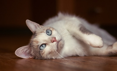 cat silence