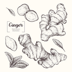 Ginger. Sliced ginger root. leavesVector Hand Drawn. Sketch Botanical Illustration. Eco healthy food. Superfood.