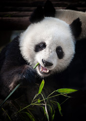 Fototapeta premium Panda bear eating bamboo