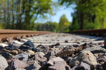 rails and track bed in spring