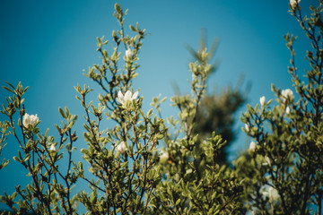 flowering magnolia against the sky
