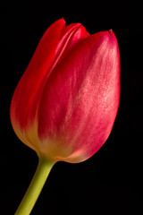 czerwony tulipan na czarnym tle