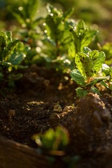 Mentha (mint) on the garden bed during summer sunny day