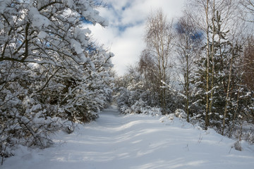 zaśnieżona droga w lesie