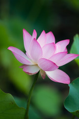 Lotus blooming in the pond