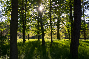 drzewa w parku pod słońce © szemisz