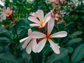 White Plumeria flowers that stand out.