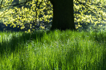 trawa oświetlona słonecznym światłem z drzewem w tle 