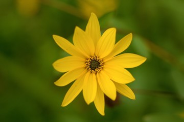 Blooming yellow flower on the garden on a sunny day in the summer time