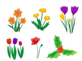 flowers isolated hand drawn
