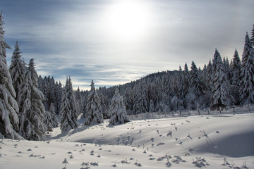 Fôret de conifères sous la neige , La Feclaz savoie