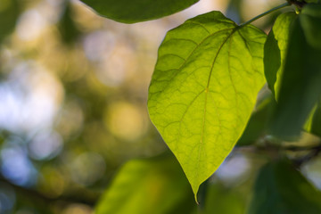Fototapeta na wymiar podświetlony zielony liść