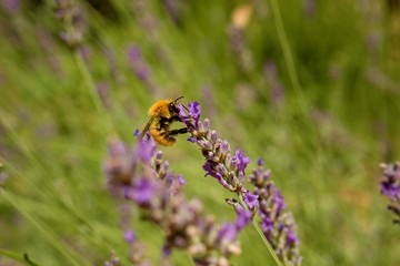 Purple flowers of lavandula with bee during summer sunny day