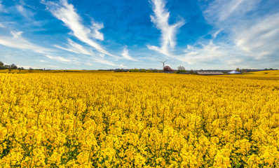 Obraz premium Yellow rapeseed field