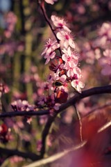 A bee pollinates a flowering cherry tree at sunset.