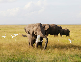 Elephants in Amboseli Nationalpark, Kenya, Africa .