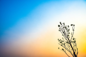 Low angle of colorful upper tree branches reaching for the sky in the evening. Beautiful green trees reaching towards the blue sky or Colorful sky. Treetops with blue sky.
