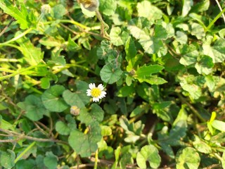 Yellow flower