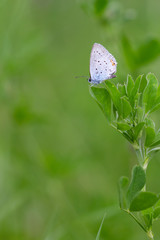 papillon sur une plante verte
