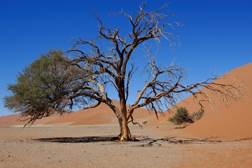 Sossusvlei dunes