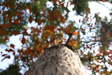 Trees are the lungs of the nature, a beauty that encourages the spirit to dance though words, to make our odes to it's branches that spread heaven-bound. 