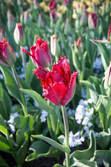 Close-up of a fringed red tulip (Crispa tulip)