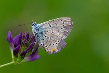 papillon avec des ailes abimé sur une fleur
