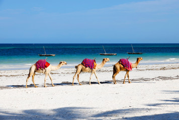 Camels at Diani Beach - Galu Beach - in Kenya, Africa © Marc Stephan