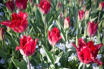 Fringed red tulips (Crispa tulips) blooming in spring
