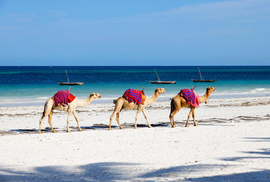 Camels at Diani Beach - Galu Beach - in Kenya, Africa