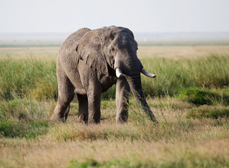 Elephants in Amboseli Nationalpark, Kenya, Africa