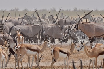 Etosha Park wildlife