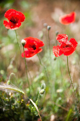 Red poppy flowers in the field.
