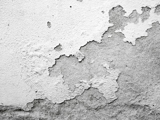 The background comes from a cement wall.