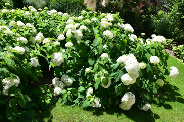 Hortensia blanc en été au jardin