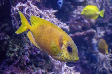 Yellow tropical fish in aquarium