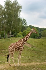 Giraffe reticulated (Giraffa reticulata) in ZOO