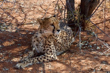 Cheetah from Namibia Conservation Fund